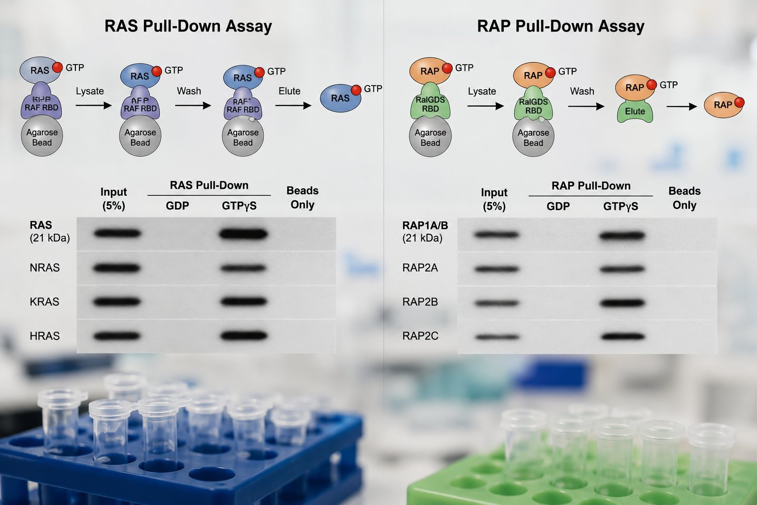 Infographic: Ras and Rap GST pull-down assays — RAF RBD and RalGDS RBD on agarose beads, GTP-bound pull-down, and representative western blots